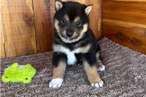 Harvard - Shiba Inu for sale