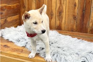 Puck - Shiba Inu for sale