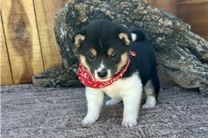 Kaylee - Shiba Inu for sale