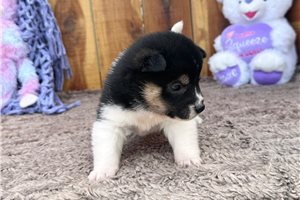 Kaylee - Shiba Inu for sale