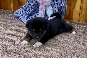 Khloe - Shiba Inu for sale