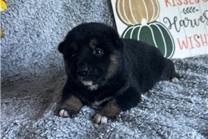 Clyde - Shiba Inu for sale