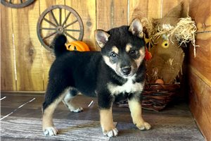 Adeline - puppy for sale