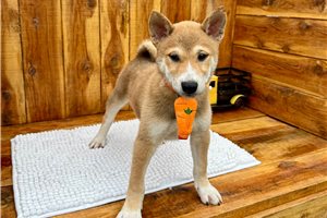Pongo - Shiba Inu for sale