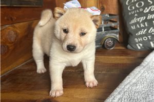 Penny - Shiba Inu for sale