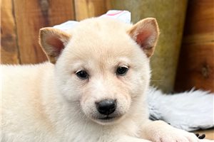 Penny - Shiba Inu for sale
