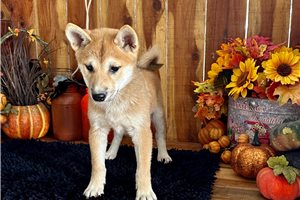 Seto - Shiba Inu for sale