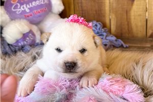 Agatha - Shiba Inu for sale