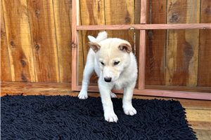 Puck - Shiba Inu for sale