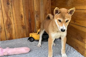 Pongo - Shiba Inu for sale