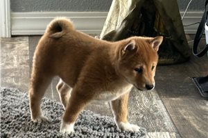 Helen - Shiba Inu for sale