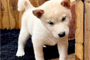 Puck - Shiba Inu for sale
