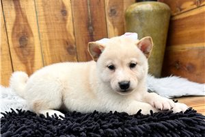 Penny - Shiba Inu for sale