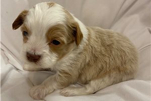 Caleb - Aussiedoodle for sale