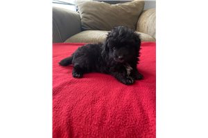 Chipper - Aussiedoodle for sale