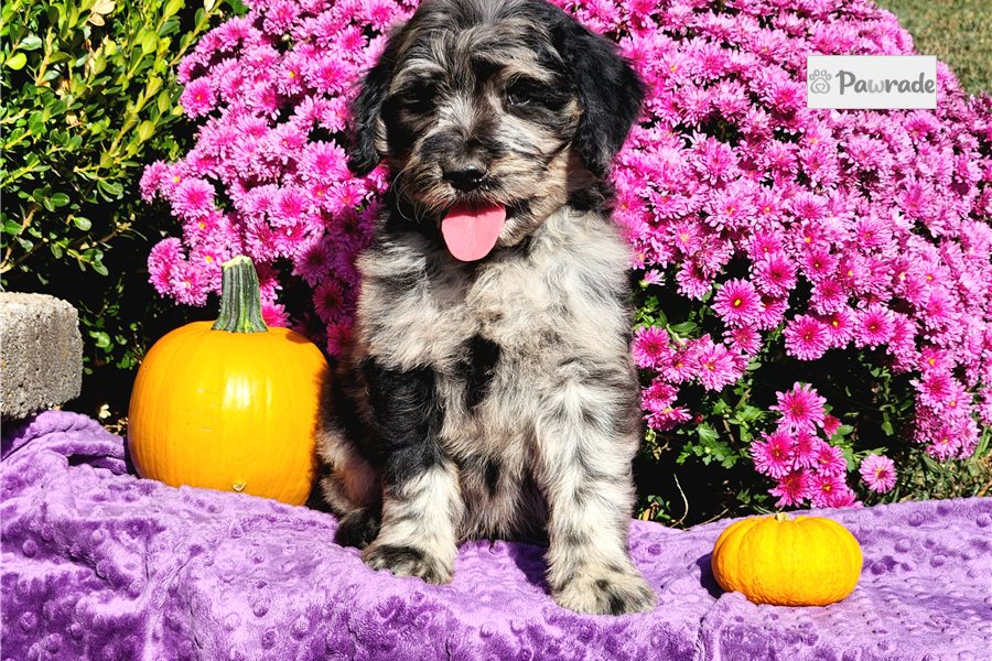 Rhodes - Goldendoodle for sale
