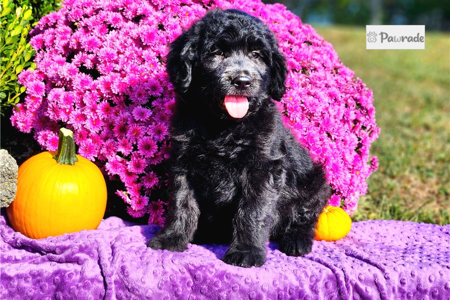 Reid - Goldendoodle for sale