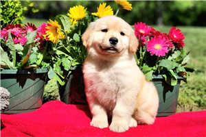 Nikita - puppy for sale