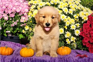 Pharoah - Golden Retriever for sale