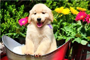 Nicole - puppy for sale