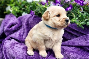 Noelle - puppy for sale