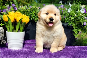 Natasha - Golden Retriever for sale