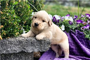 Natasha - puppy for sale