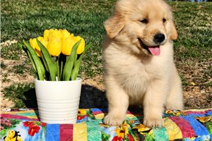 Alto - puppy for sale