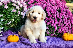 Ricardo - Golden Retriever, placed in Springfield