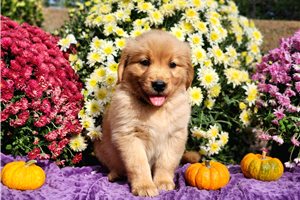 Priscilla - Golden Retriever for sale