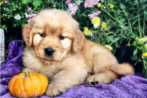 Poppy - Golden Retriever for sale