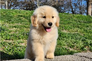 Alfredo - puppy for sale