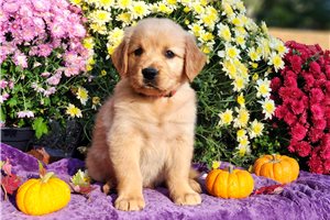 Percy - Golden Retriever for sale