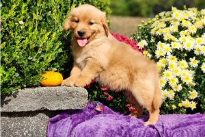 Poppy - Golden Retriever for sale