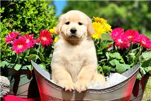 Norah - Golden Retriever for sale