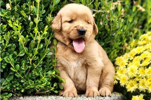 Pablo - Golden Retriever for sale