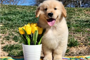 Ali - puppy for sale