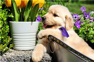 Nicole - Golden Retriever for sale