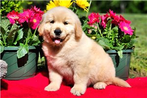 Norman - puppy for sale