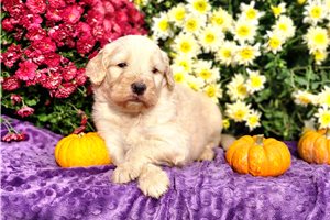 Ricardo - puppy for sale