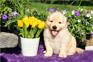 Nikita - Golden Retriever for sale