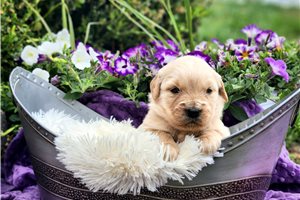 Nikita - puppy for sale