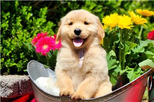 Nova - Golden Retriever for sale