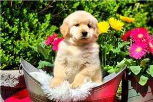 Natasha - Golden Retriever for sale
