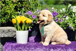 Norah - Golden Retriever for sale