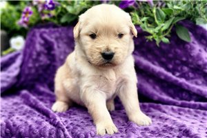 Nova - puppy for sale