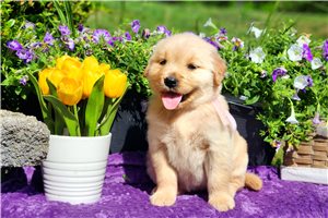 Nova - Golden Retriever for sale