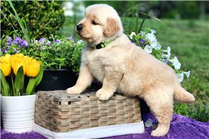 Noelle - Golden Retriever for sale