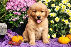Pablo - Golden Retriever for sale