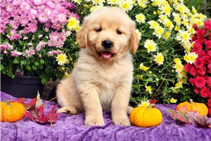 Paddington - Golden Retriever for sale